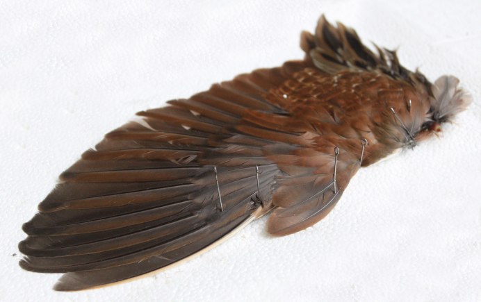 Орлица турухтан и тетерев Давыдов