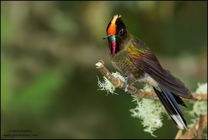 Красногрудый блестящехвостый Колибри