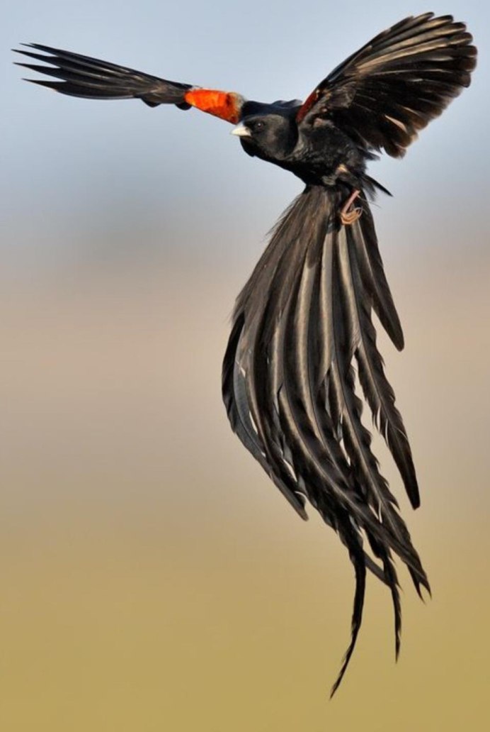 Перо в птичьем крыле