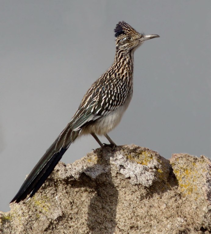 Ягнятник Бородач птица