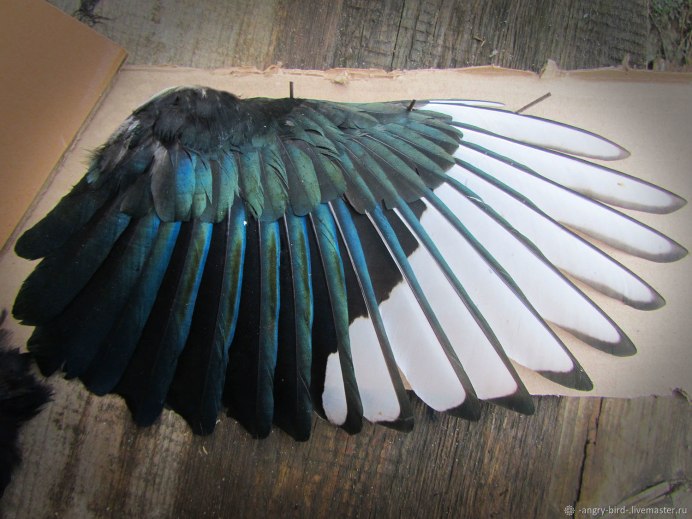 Большой голубой турако Corythaeola cristata