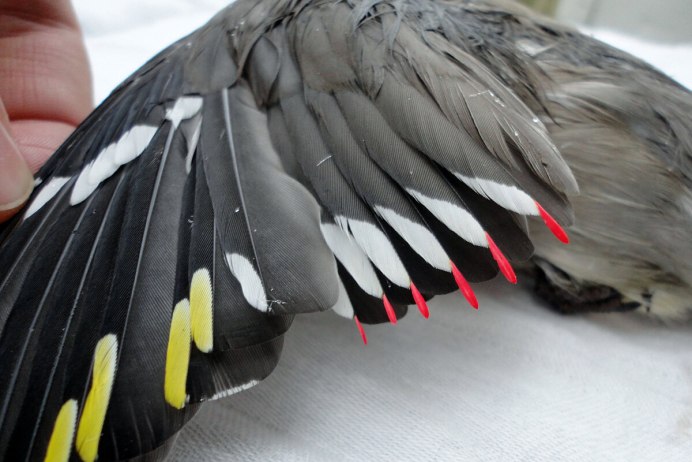 Длиннохвостый Ткач