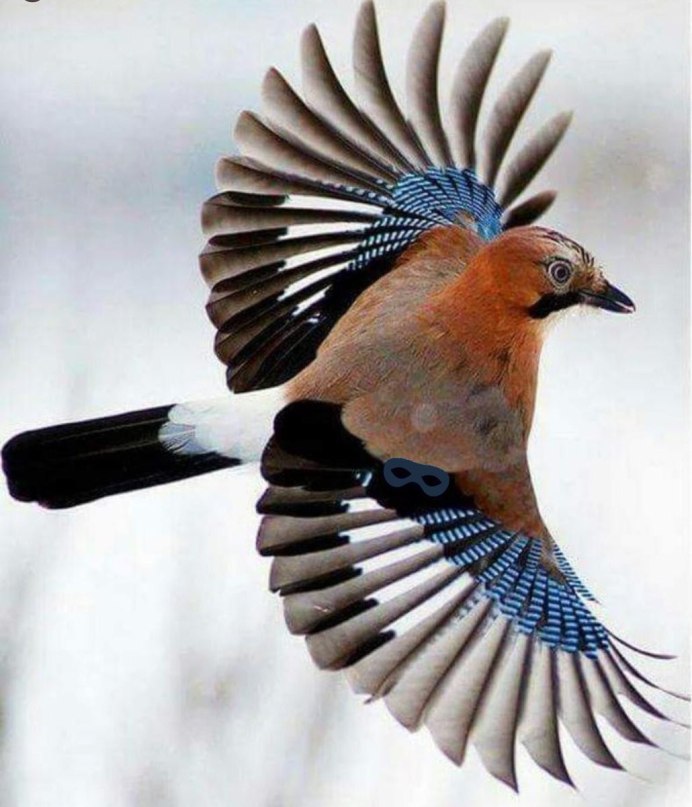 Сойка пересмешница птица