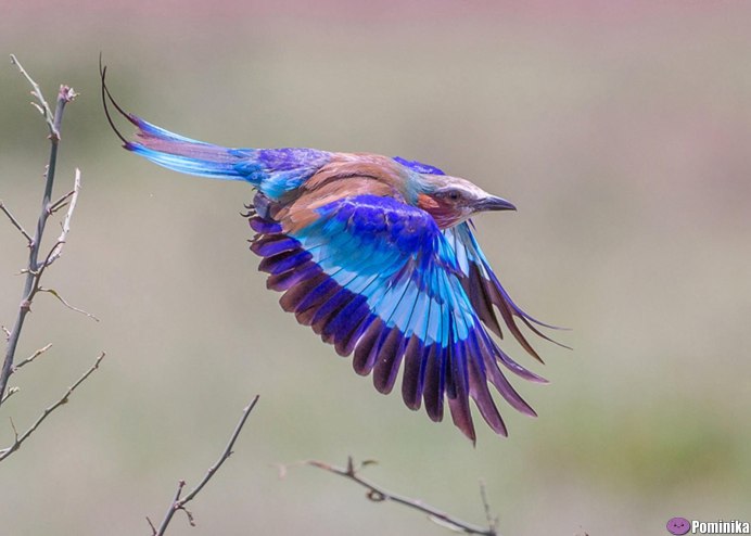 Утка Мандаринка с хохолком