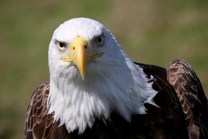 Белый орёл Eagle