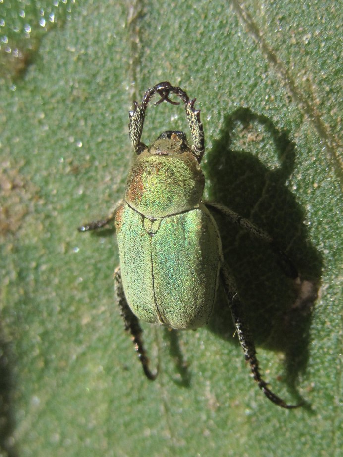 Melolonthinae Золотая