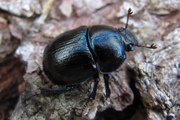 Пластинчатоусые Scarabaeidae