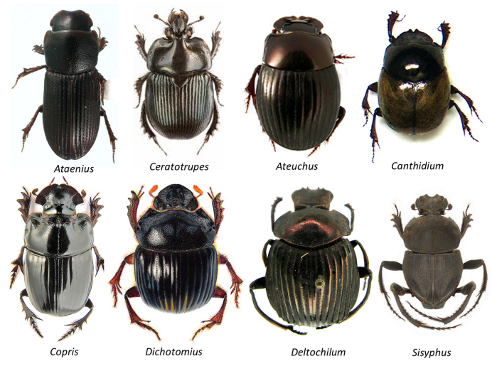 Семейство Пластинчатоусые (Scarabaeidae)