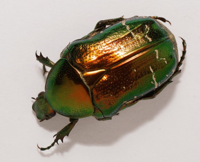 Chalcosoma Atlas Жук