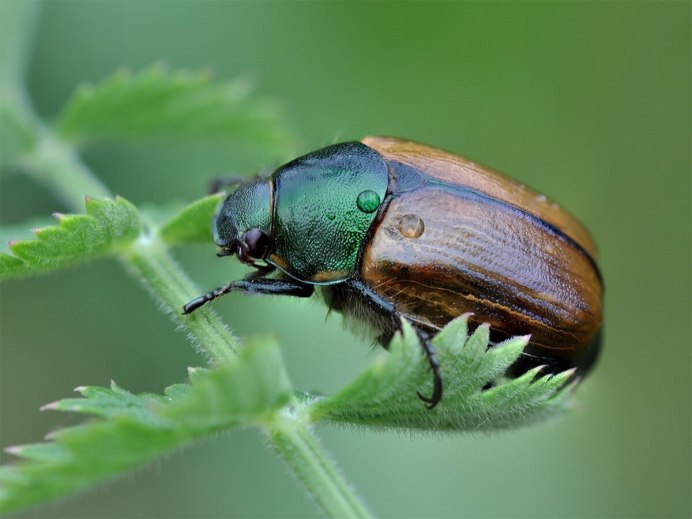 Рис. III. Пластинчатоусые. Rutelinae. 1 – Rhombonyx holosericea; 2 – anomalia luculenta.