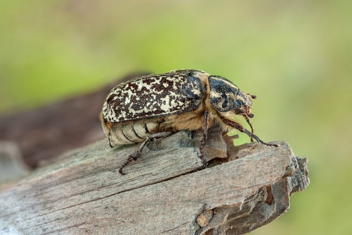 Maladera Castanea