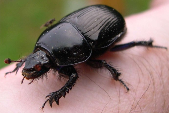 Cyclocephala atricapilla