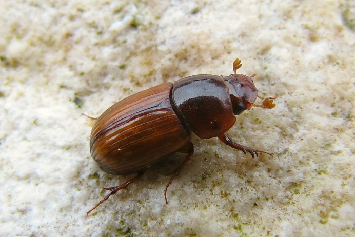 Scarabaeidae: Oryctes nasicornis