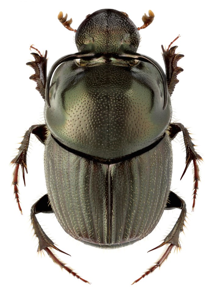 Хрущик полевой (anomala dubia)