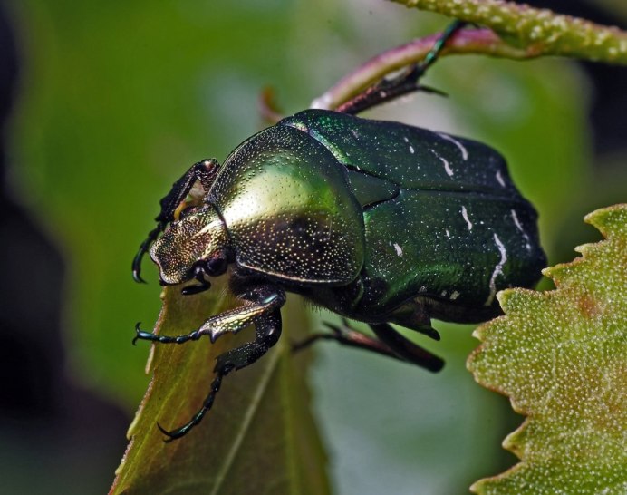 Семейство Пластинчатоусые (Scarabaeidae)