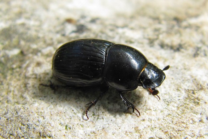 Пластинчатоусые Scarabaeidae