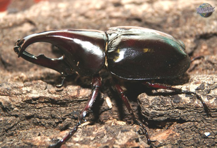 Семейство Пластинчатоусые (Scarabaeidae)
