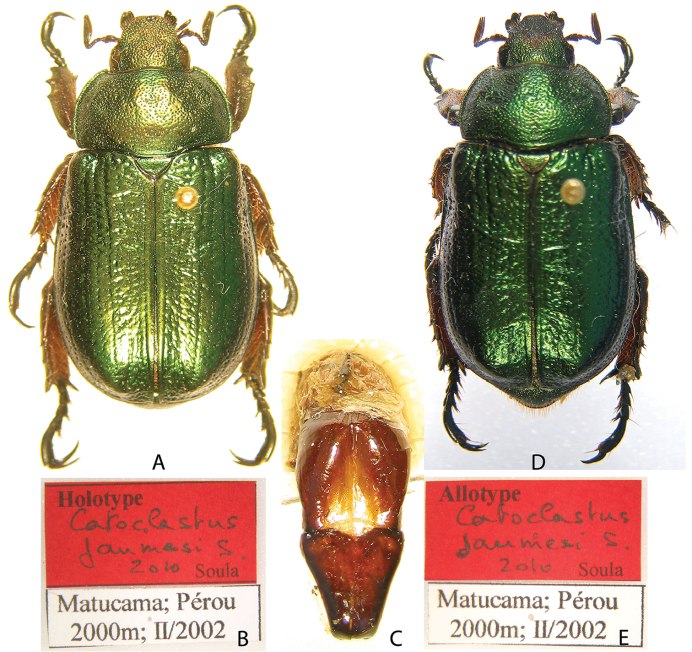 Melolontha melolontha