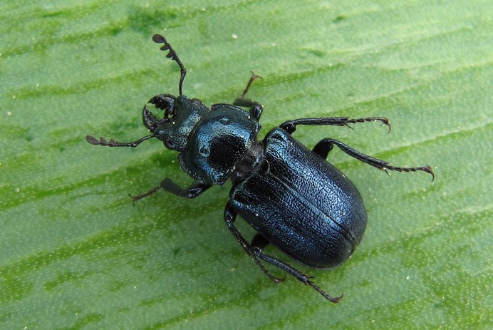 Пластинчатоусые Scarabaeidae