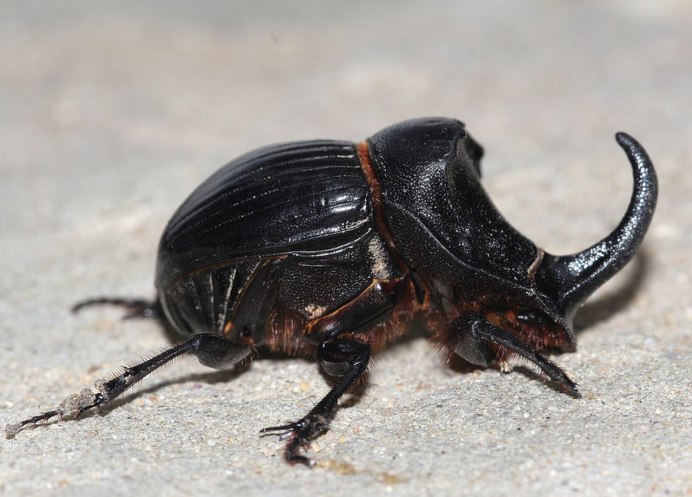 Пластинчатоусые Scarabaeidae
