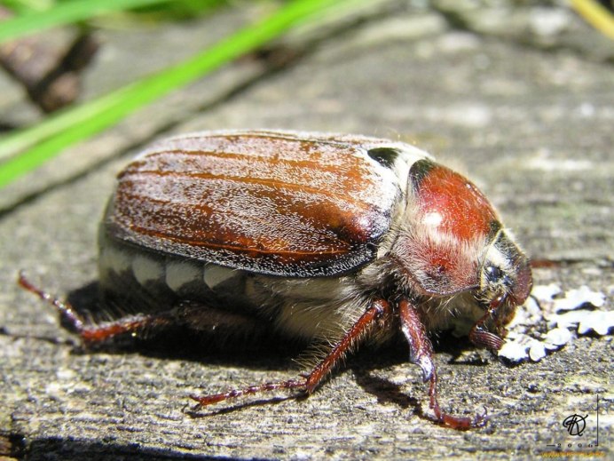 Coprophanaeus saphirinus