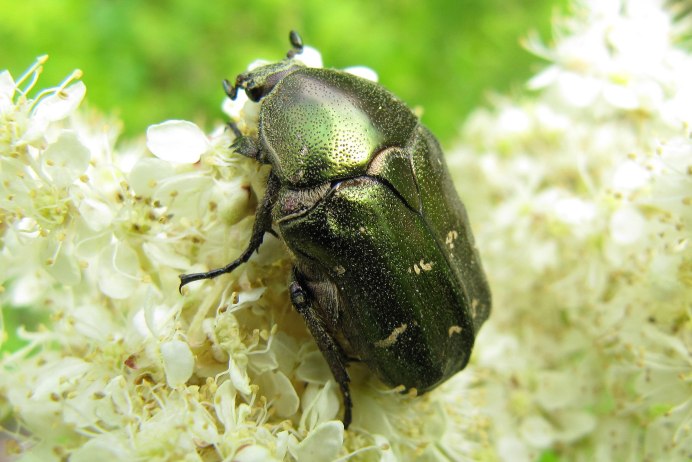 Aphodius (melinopterus) Prodromus (Brahm, 1790)