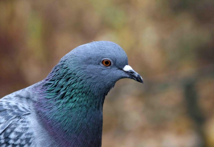 Окрас Сизых голубей