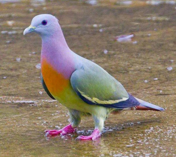 Новокаледонский пестрый голубь