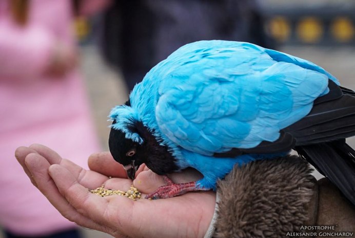 Горлица обыкновенная
