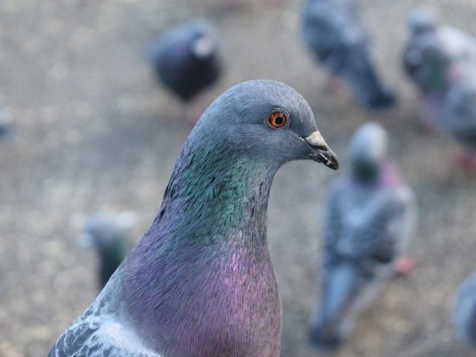 Пермские высоколетные голуби
