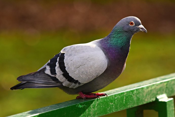 Columba Livia