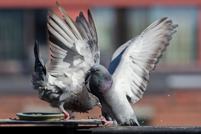 Веероносный венценосный голубь