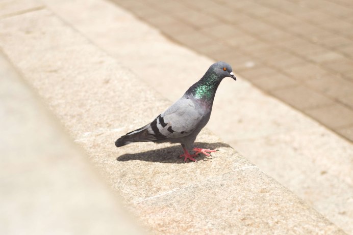 Породистые голуби