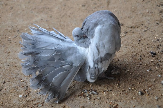 Голубь птица мира