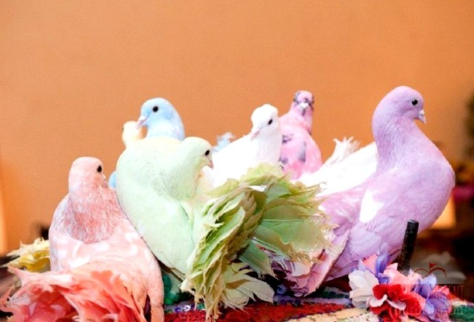 Мадагаскарская Горлица