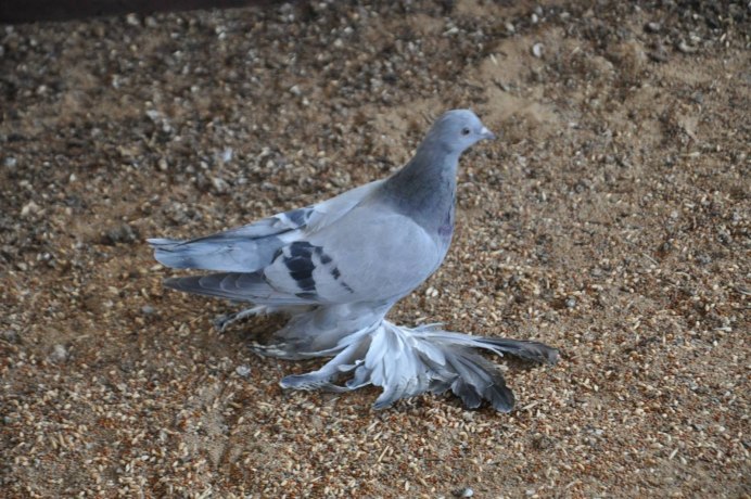 Горлица синяя