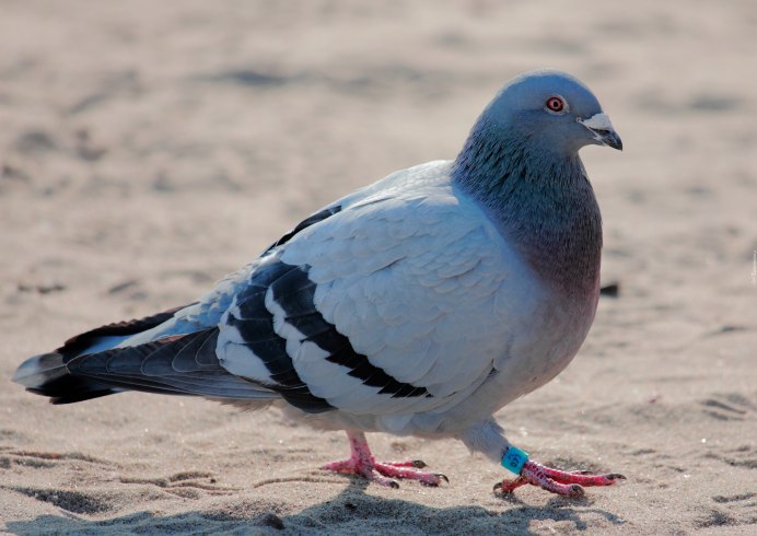 Пиджеон голубь