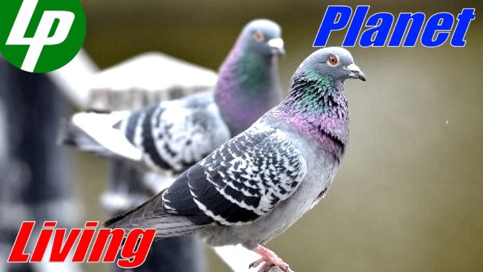 Горлица серо-голубая