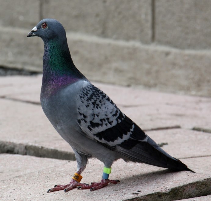 Антверпенский голубь