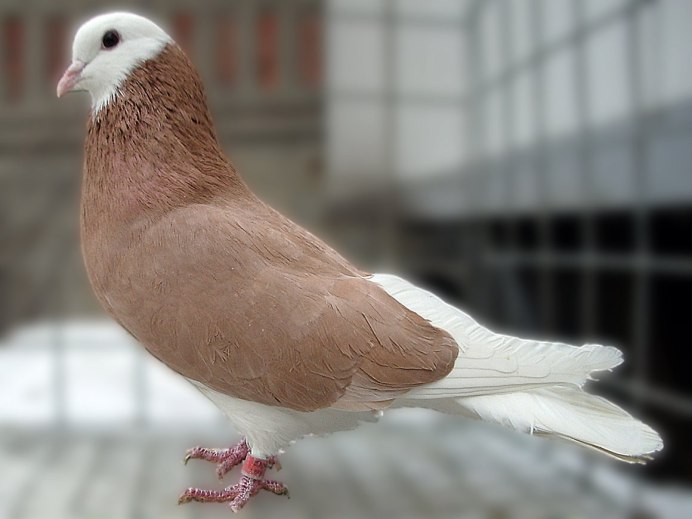 Обыкновенная Горлица самец