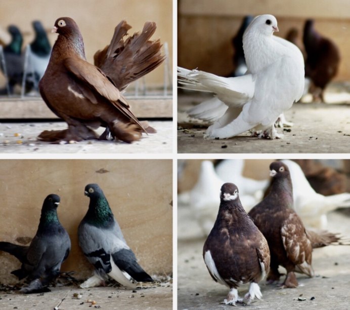 Коричневый сизый голубь