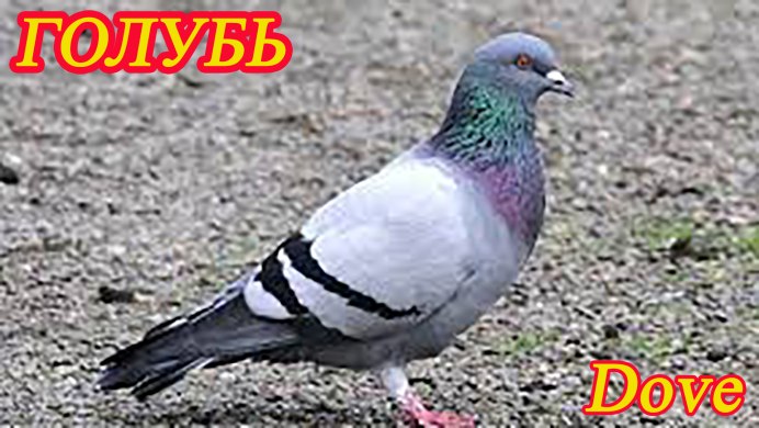 Необычные голуби