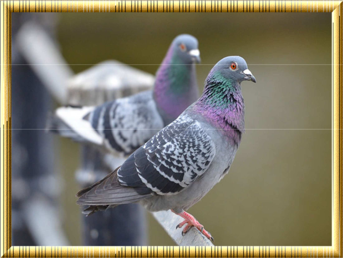 Лесной голубь Горлица голос