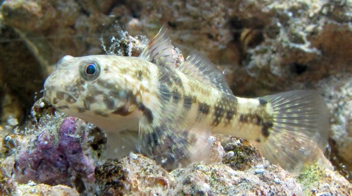Бычок-кругляк (Neogobius melanostomus)