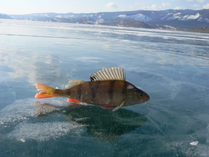 Обыкновенный подкаменщик (COTTUS gobio)
