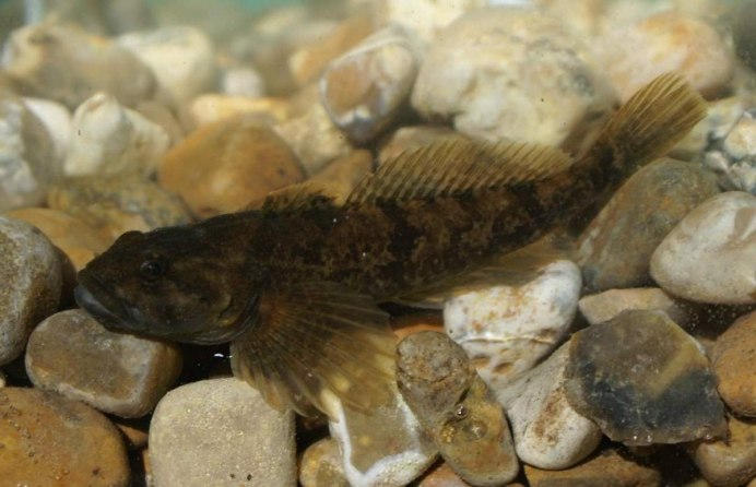 Cottocomephorus alexandrae