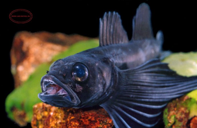 Обыкновенный подкаменщик (COTTUS gobio)