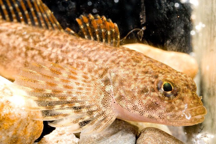 Sculpin рыба