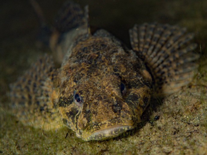 Обыкновенный подкаменщик (COTTUS gobio)