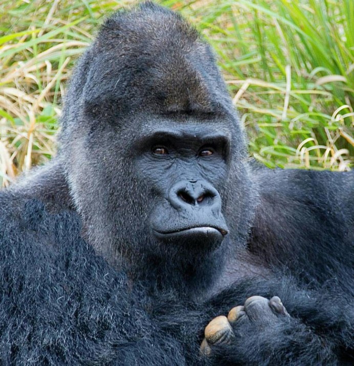 Западная равнинная горилла (Gorilla Gorilla Gorilla)